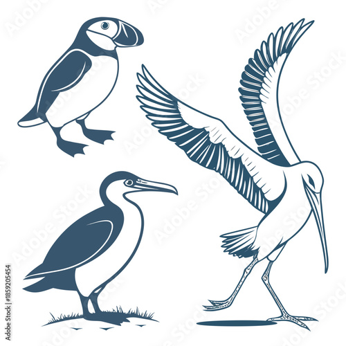 Illustration of three birds