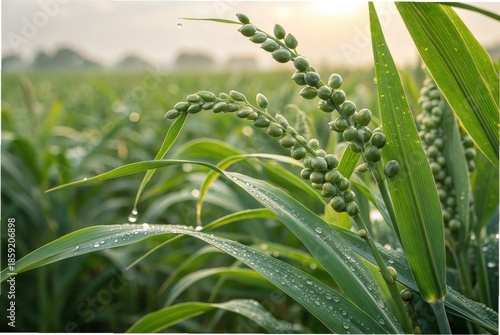 Close-up botanical photograph of Job’s tears plants growing in a tropical field, showcasing the distinctive teardrop-shaped,