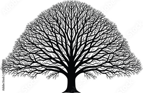 Black silhouette of a large spreading leafless tree with intricate branch patterns isolated on white background, winter oak vector illustration for nature designBlack silhouette of a large spread