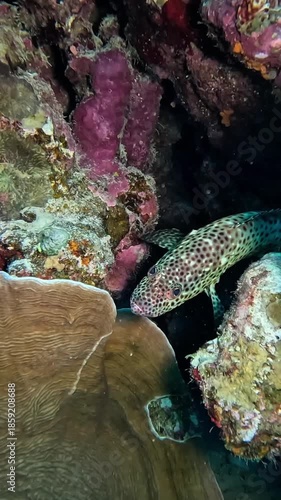 Greasy grouper (epinephelus tauvina). Taken in Sharm el Sheikh, Egypt.