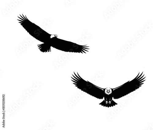 Two eagles in flight