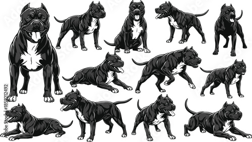 dog, bully, pitbull, canine, muscular, strong, pet, animal, vector, illustration, guard, breed, athlete, pedigree, barking