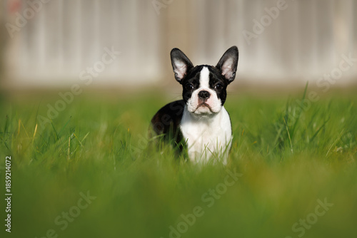 boston terrier puppy standing outdoors in summer