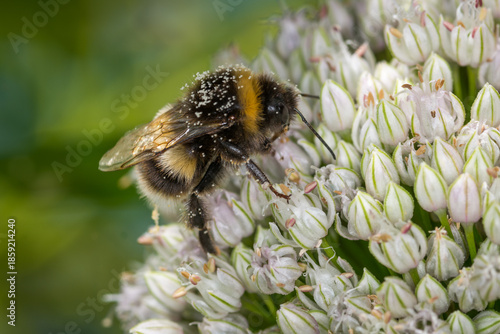 close up of a bumble bee collecting nectar from a flower