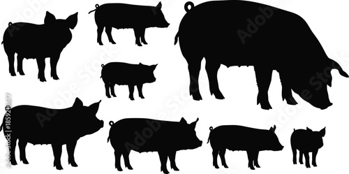 Set of domestic pig silhouettes, farm animal pork livestock icons, organic sow and piglet shapes, meat production concept, black vector illustration, isolated.