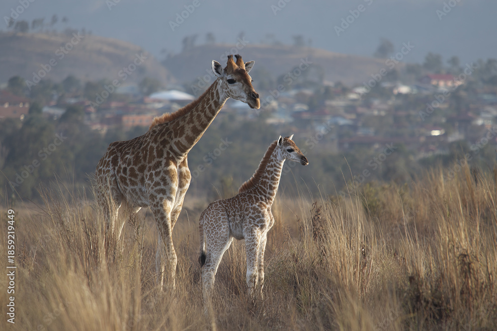Fototapeta premium Giraffe calf learning to walk beside mother in tall dry grass with blurred city and hills in background during daylight