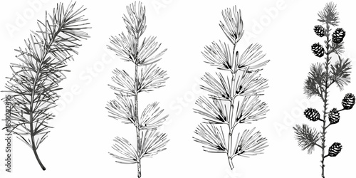 Detailed botanical illustration of various coniferous tree branches and pinecones