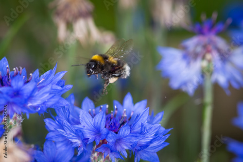 Foto close up of a bumble bee in flight collecting nectar from a flower