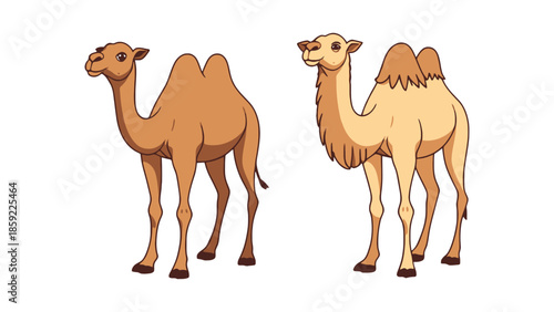 Two camels stand side by side against a white background.