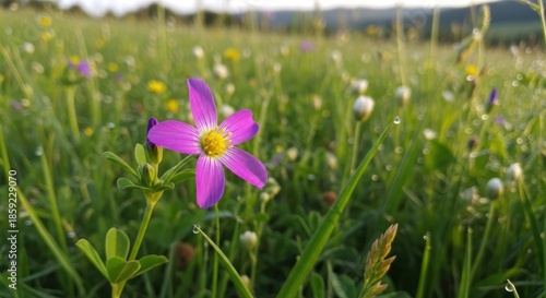 Close-up of a vibrant purple flower in a lush green meadow.