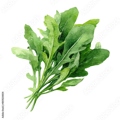 Arugula Rocket, watercolor clipart vector, isolated on a white background.