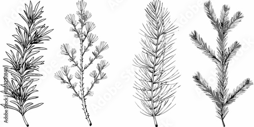 Detailed botanical illustration showcasing various evergreen tree branches and foliage