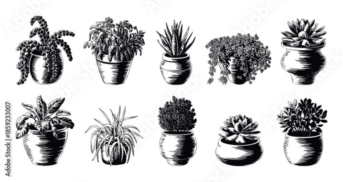 A collection of diverse indoor houseplants in decorative pots, featuring various foliage and succulents, presented in a classic vintage engraving style for botanical or home decor projects.