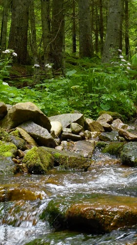 Mountain Stream Flowing Between Mossy Stones, Clear water moves gently through lush green woodland scenery