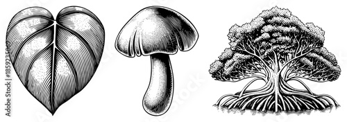 heart shaped leaf mushroom tree vector illustration