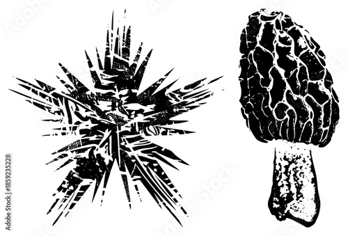 morel mushroom and thistle illustration