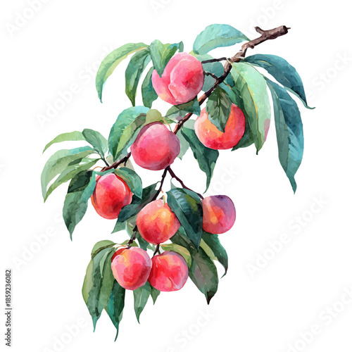 Peach Tree, watercolor illustration vector, isolated on a white background.