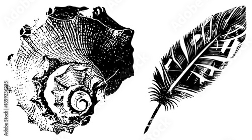 and feather vector illustration