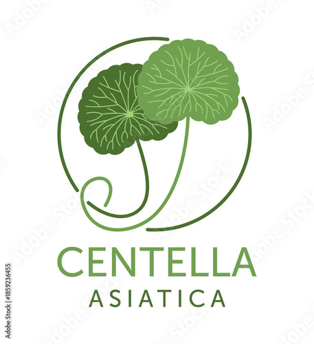 Centella asiatica extract emblem - plant used in cosmetology. In flat colors