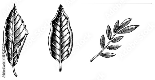 three illustrated leaves and branch