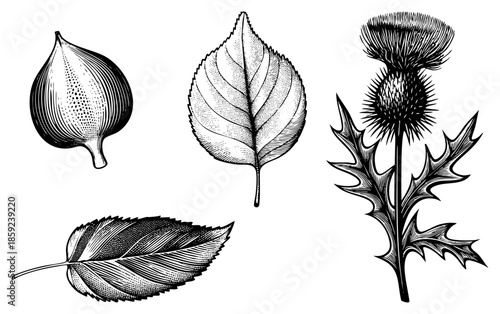 botanical illustrations of fig leaf leaf thistle