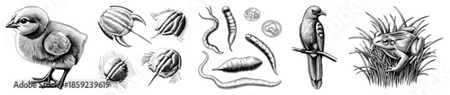Chick trilobite worm bird frog illustration set