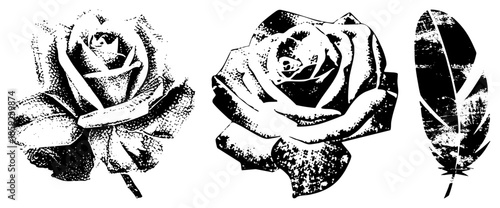 roses and feather black and white vector illustration