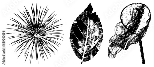 Three botanical illustrations of leaves and plant structure