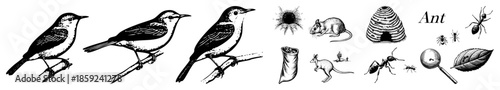 birds and insects wildlife illustrations