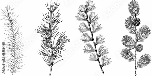 Detailed botanical illustration of various coniferous tree branches and needles
