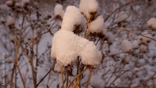 Heavy snowfall blankets forest ground, wild plants, and dry grasses, creating a serene winter atmosphere. Ideal for climate change, nature backgrounds, seasonal transitions, environmental storytelling