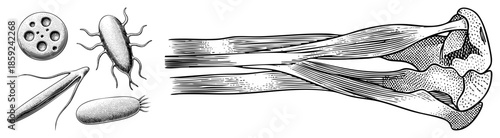 Microscopic organisms and human arm anatomy illustration