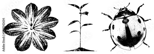 flower plant ladybug vector illustration