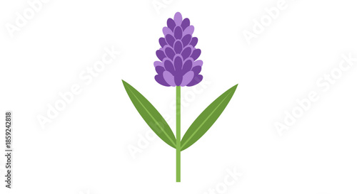 Purple Lavender Flower Illustration and Aromatic Herbal Plant Botanical Icon