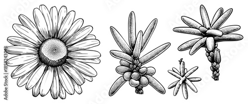 daisy and succulent plants engraved illustration