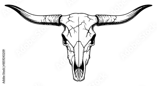 Longhorn Steer Skull Front View Detailed Hand Drawn Vector Illustration