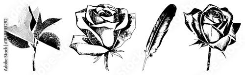 four black and white vector of rose plant feather and rose