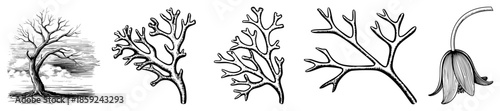 tree flower branch illustrations