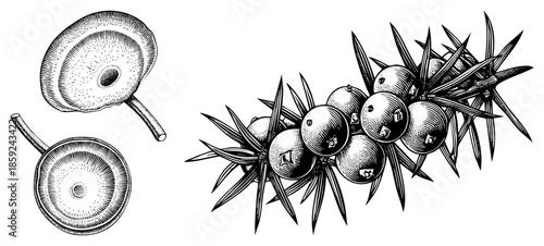 Jujube fruits and juniper berries botanical illustration