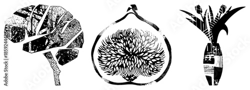 brain fig flower bouquet vector