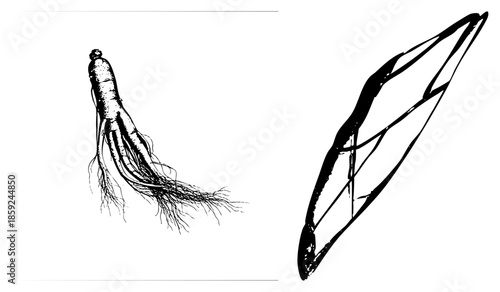 ginseng root and leaf vector illustration