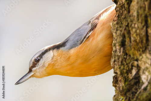 Kleiber hängend am Baumstamm 