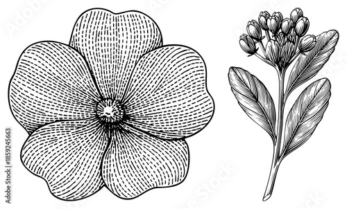 flower and plant illustration with hatching
