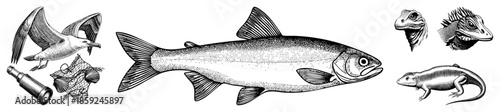 Fish and wildlife illustration set