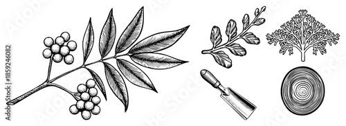 botanical illustrations and gardening tools