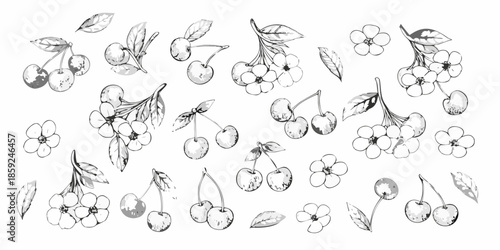 Delicate hand drawn illustration of cherries and blossoms on a white background