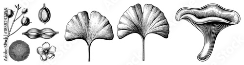 ginkgo biloba botanical elements engraved illustration