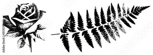 rose and fern vector illustration