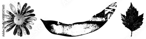 daisy bean leaf vintage botanical illustration