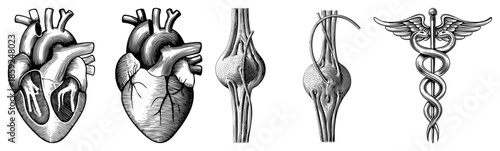 Anatomical heart and knee illustrations with caduceus symbol